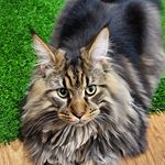  #lifeofcats – wolfthemainecoon16