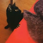  #lifeofcats – mura.the.black.cat