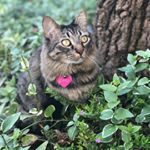  #lifeofcats – meow_im_gypsy_cat