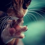  #lifeofcats – terryho1215