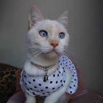  #lifeofcats – blue_eye_ramona