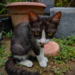  #lifeofcats – fotoseveliz