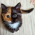  #lifeofcats – mona_kaaki_photos