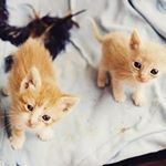  #lovecats – cutecats_lover