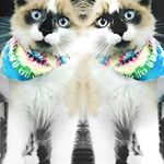  #lifeofcats – nahko_kitty