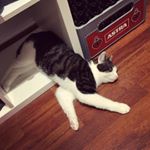  #lovecats – vader_and_sheldon