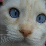  #lifeofcats – blue_eye_ramona