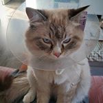  #lovecats – pipo_boots