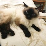  #lovecats – gracie.marie.thesiamese