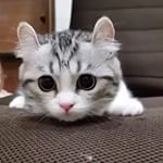  #lovecats – olive_thepayfulkitty