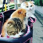  #lovecats – catsanimalplanet