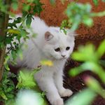  #lifeofcats – jack_rose_persian_cats
