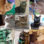  #lovecats – catwelfaresociety