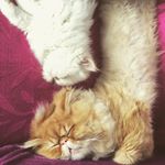  #lovecats – supijelilutfmelos