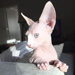  #lovecats – clubsphynx_cat