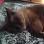  #lovecats – chocowithca