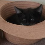  #lovecats – ernie_themuppetcat