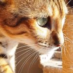  #lovecats – halo.briar.toygers