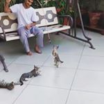  #lifeofcats – thepurr_family