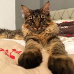  #lifeofcats – gandalf.the.mainecoon