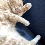  #lovecats – chloethecatofficial