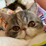  #lovecats – sweetchinglam
