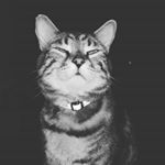  #lifeofcats – branwell_cat_13