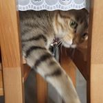 #lovecats – pawsome_pearl