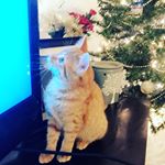  #lovecats – clementinecronicles